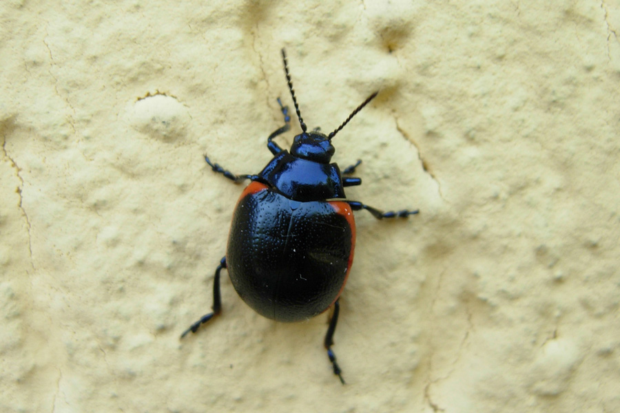 Chrysolina rossia (Coleoptera, Chrysomelidae)